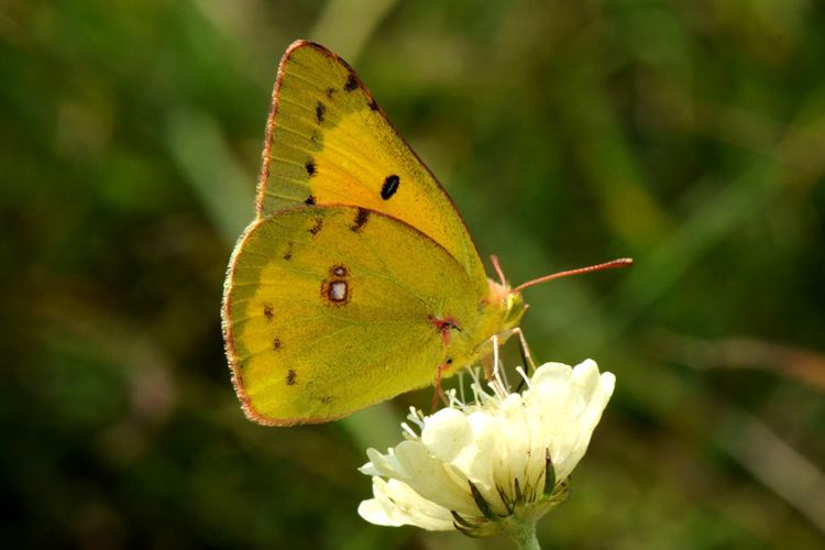 Фото и названия бабочек адмирал лимонница крапивница пестрянка желтушка зорька голубянка