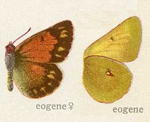 Colias eogene httpsuploadwikimediaorgwikipediacommonsthu
