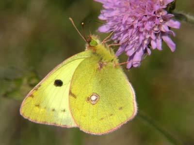 Colias hyale Colias hyale on euroButterflies by Matt Rowlings