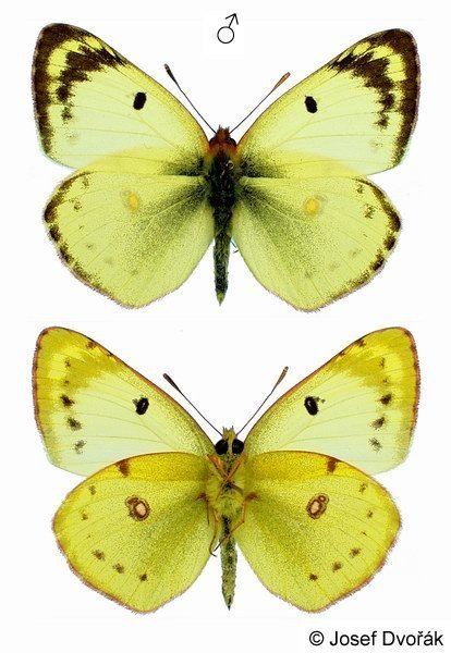 Colias hyale Image Colias hyale hyale Pale Clouded Yellow BioLibcz