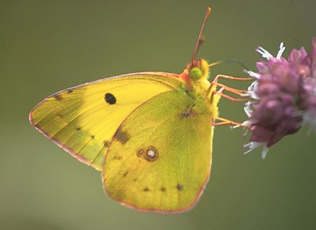 Colias hyale Pale clouded yellow Colias hyale