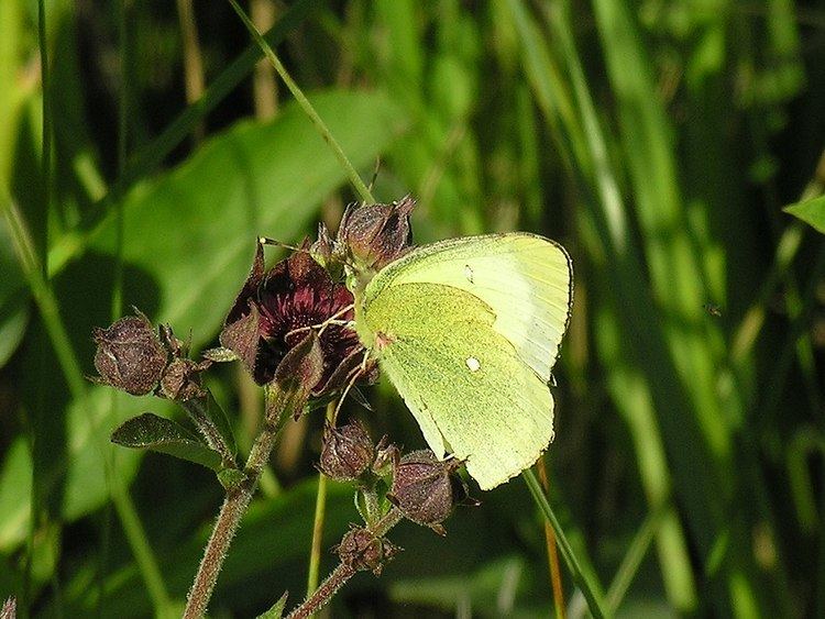 Colias palaeno httpsuploadwikimediaorgwikipediacommonsthu