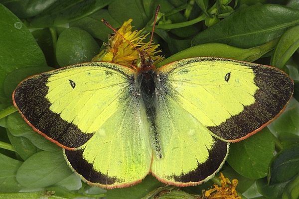 Colias palaeno Image Colias palaeno Moorland Clouded Yellow BioLibcz