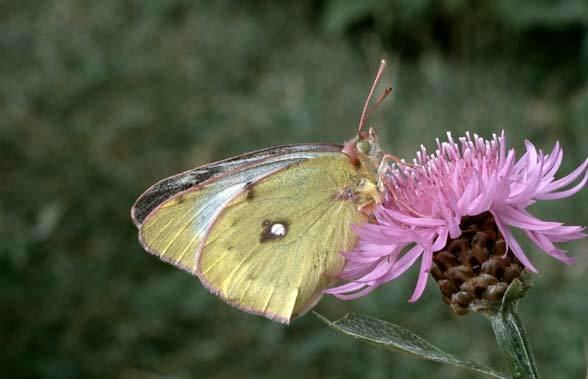 Colias phicomone European Lepidoptera and their ecology Colias phicomone