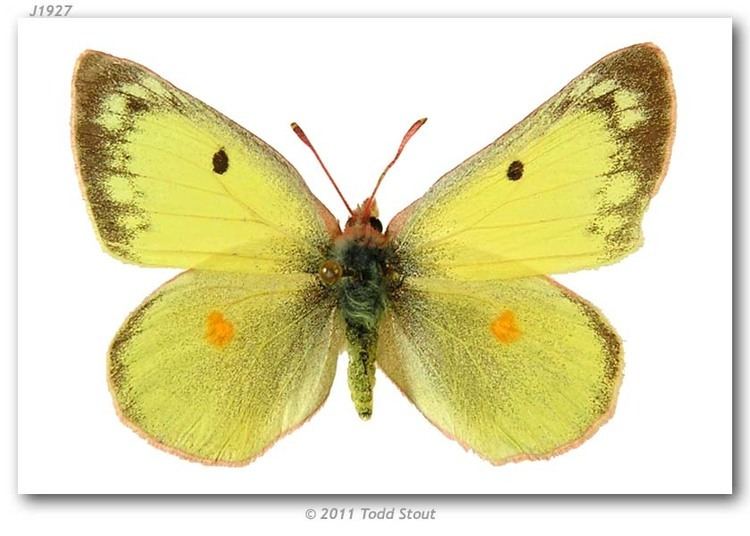 Colias philodice Colias philodice eriphyle pinned specimens page 2