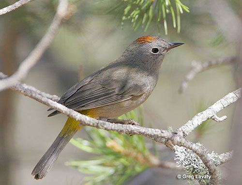 Colima warbler Amaze your friends Colima Warbler