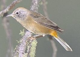 Colima warbler COLIMA WARBLER The Texas Breeding Bird Atlas