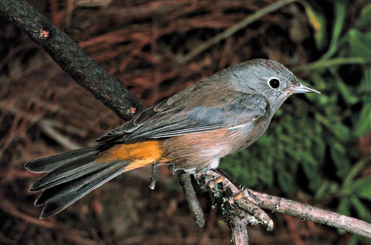 Colima warbler Colima Warbler Audubon Field Guide