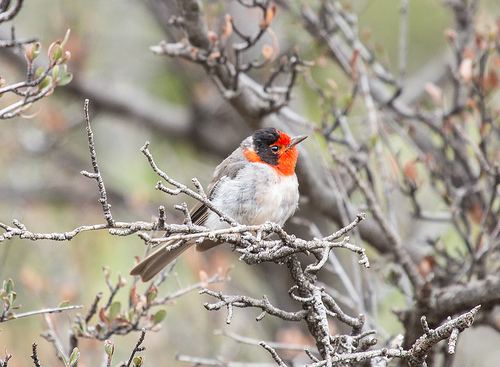 Colima warbler July 21 Searching for the Colima Warbler in Big Bend National Park