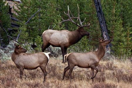 Colin Neblett Elk Hunting New Mexico Colin Neblett Wildlife Area