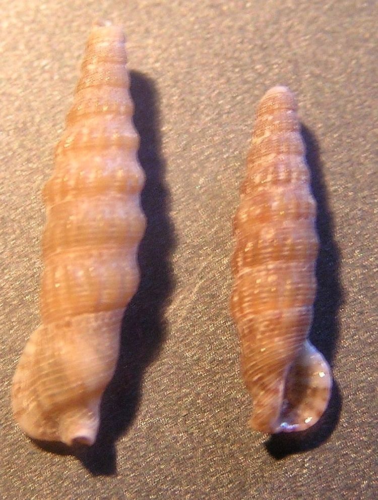 Colina (gastropod)
