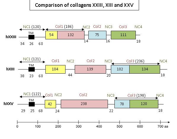 Collagen, type XXIII, alpha 1