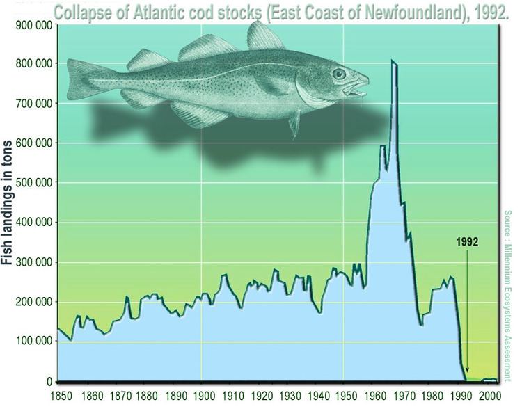 Collapse of the Atlantic northwest cod fishery