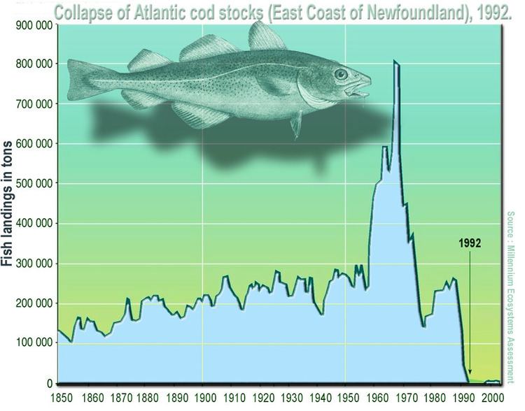 collapse-of-the-atlantic-northwest-cod-fishery-alchetron-the-free