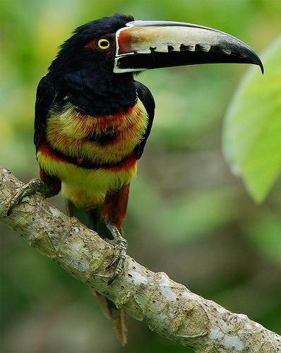 Collared aracari Collared Aracari Pteroglossus torquatus Birds