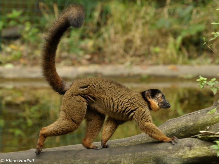 Collared brown lemur Collared Brown Lemur A Z Animals