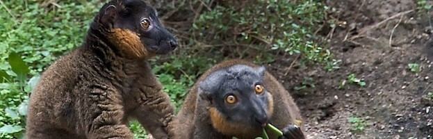 Collared brown lemur Collared Brown Lemur Lemur Facts and Information