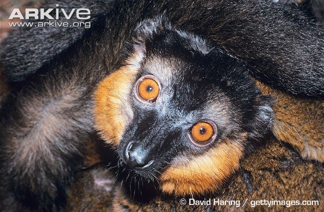 Collared brown lemur Collared brown lemur videos photos and facts Eulemur collaris