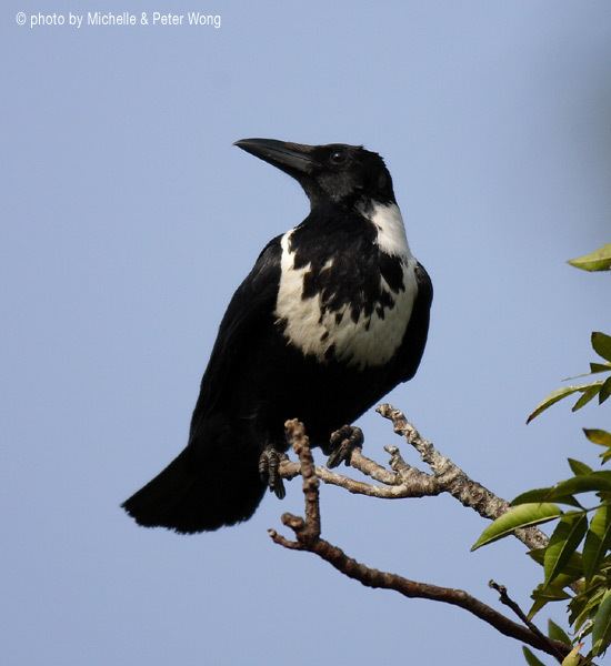 Collared crow orientalbirdimagesorgimagesdatacollaredcrow23d