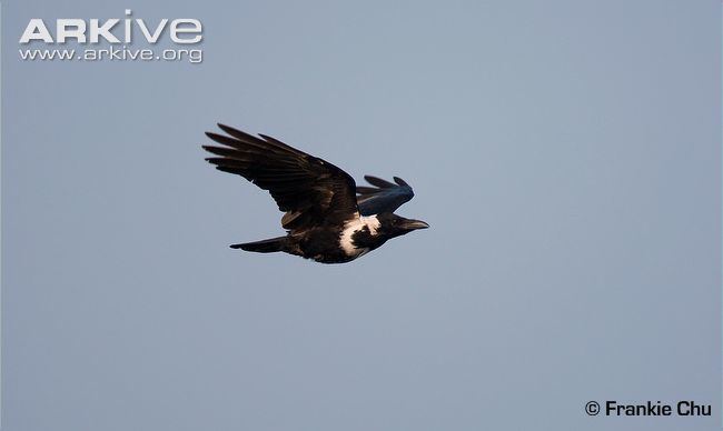 Collared crow Collared crow videos photos and facts Corvus torquatus ARKive