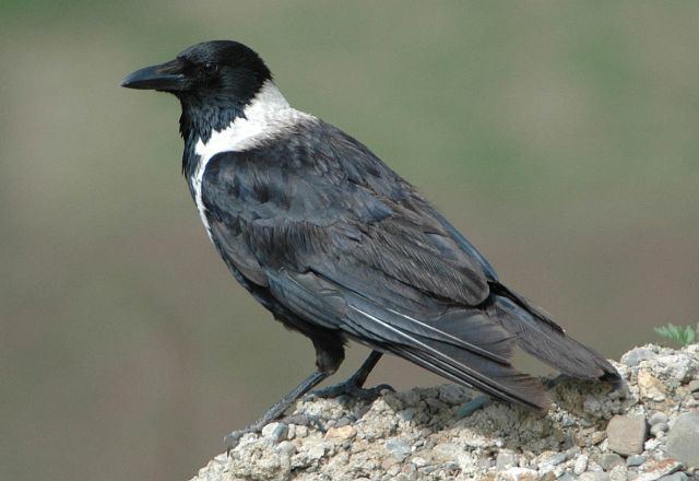 Collared crow Oriental Bird Club Image Database Collared Crow Corvus pectoralis