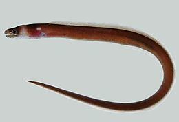 Collared eel httpsuploadwikimediaorgwikipediacommonsthu