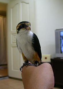 Collared falconet httpsuploadwikimediaorgwikipediacommonsthu