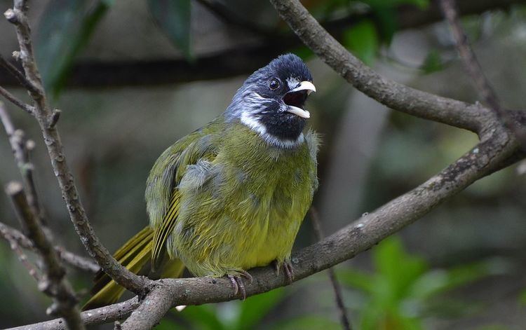 Collared finchbill Collared finchbill Wikipedia