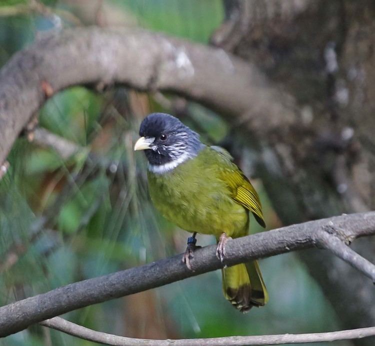 Collared finchbill Pictures and information on Collared Finchbill