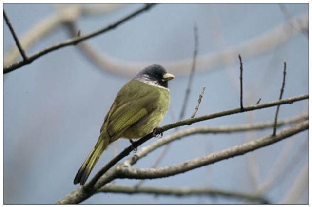 Collared finchbill Birding In Taiwan Collared Finchbill