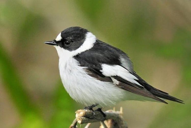 Collared flycatcher Flycatchers39 genomes explain how one species became two ScienceDaily