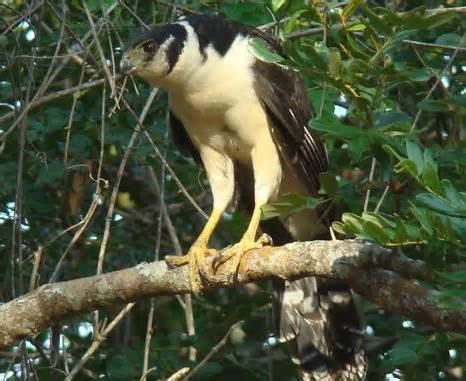 Collared forest falcon More on Micrastur semitorquatus Collared Forest Falcon