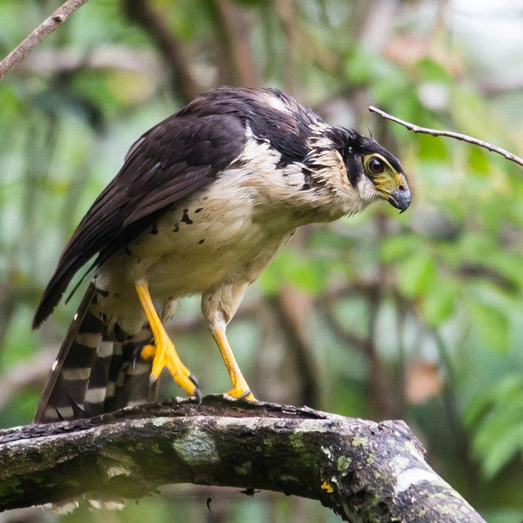 Collared forest falcon Collared Forest Falcon Justin Khalifa Flickr