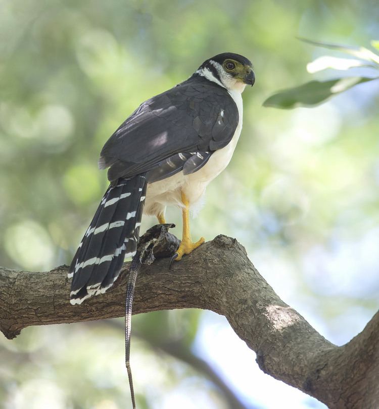 Collared forest falcon collared forestfalcon Nosara Biological Reserve Flickr