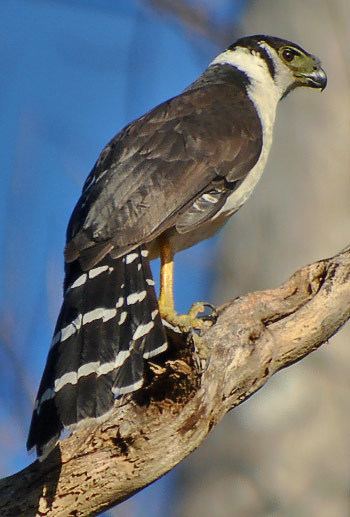 Collared forest falcon Surfbirds Online Photo Gallery Search Results