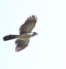Collared forest falcon httpsuploadwikimediaorgwikipediacommonsthu