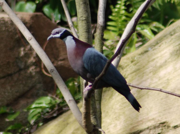 Collared imperial pigeon wwwtheonlinezoocomimg13toz13601ljpg