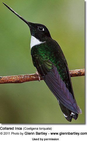 Collared inca Collared Incas or Collared Inca Hummingbirds Coeligena torquata