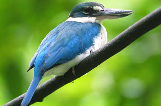 Collared kingfisher - Alchetron, The Free Social Encyclopedia