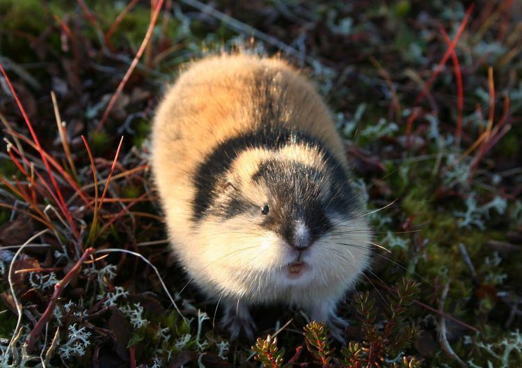Collared lemming Collared Lemming Facts pictures amp more about Collared Lemming