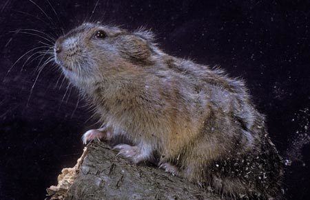 Collared lemming Northern Collared Lemming Species Profile Alaska Department of Fish