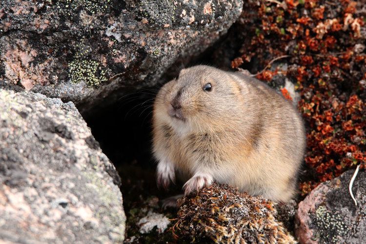 Collared lemming Hinterland Who39s Who Lemmings