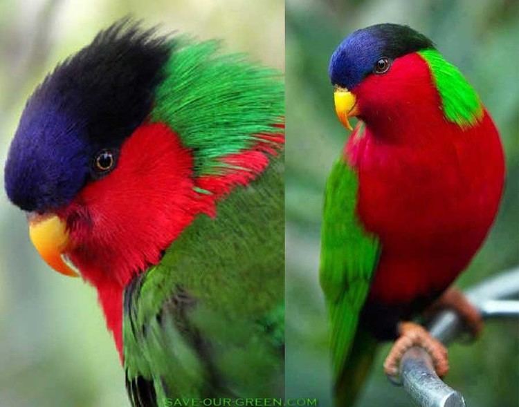 Collared lory Collared Lory Save Our Green