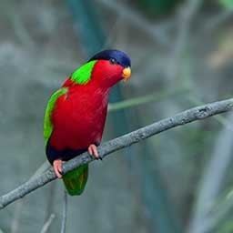 Collared lory 1000 images about Phigys solitarius on Pinterest