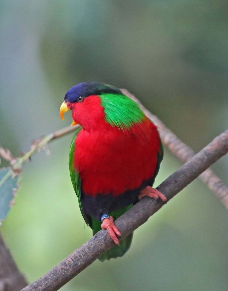 Collared lory Pictures and information on Collared Lory