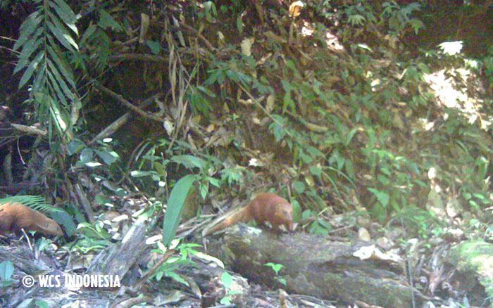 Collared mongoose indonesiawcsorgPortals137imagesLesserCarnivo