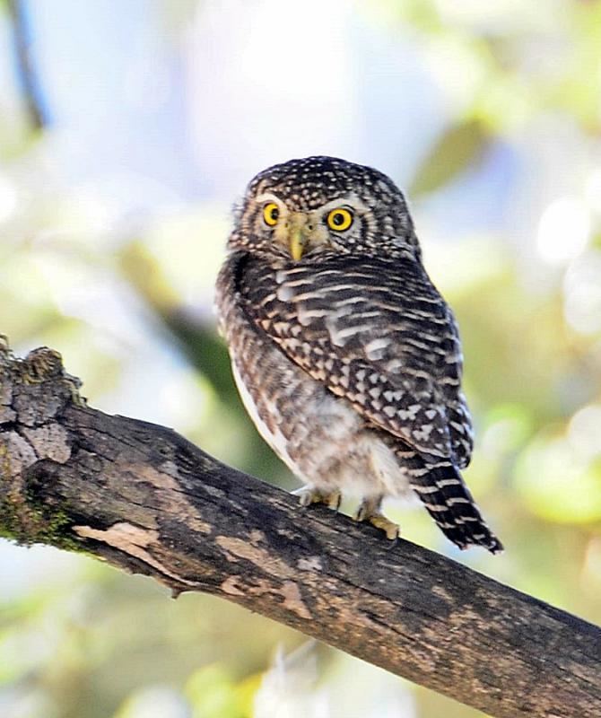 Collared owlet - Alchetron, The Free Social Encyclopedia