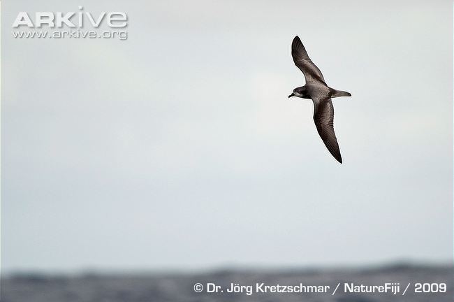 Collared petrel Collared petrel videos photos and facts Pterodroma brevipes ARKive