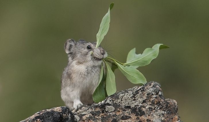 Collared pika Collared Pika Facts Animals of North America WorldAtlascom