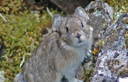 Collared pika Collared Pika Species Profile Alaska Department of Fish and Game